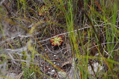Drosera xerophila
