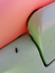 Tachinus subterraneus