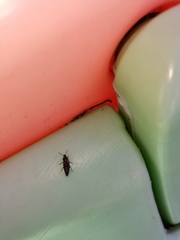 Tachinus subterraneus