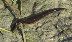 Haemopis