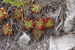 Drosera xerophila