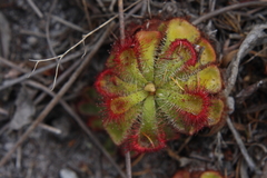 Drosera xerophila