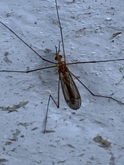 Nephrotoma suturalis