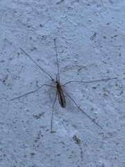 Nephrotoma suturalis