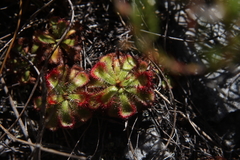 Drosera xerophila