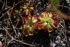 Drosera xerophila
