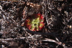 Drosera xerophila