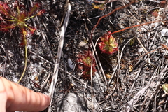 Drosera xerophila