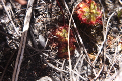 Drosera xerophila
