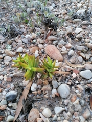 Crassula mollis