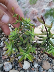 Crassula mollis