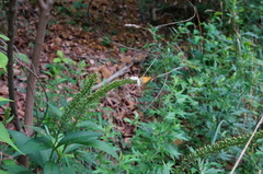 Thymelicus sylvaticus