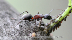Camponotus herculeanus