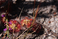 Drosera xerophila