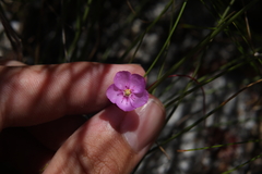 Drosera xerophila