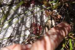 Drosera xerophila