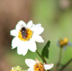 Anasimyia grisescens