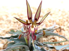 Ornithoglossum