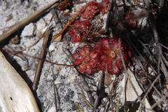 Drosera aliciae