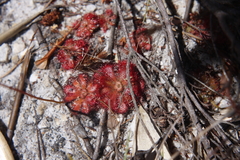 Drosera aliciae