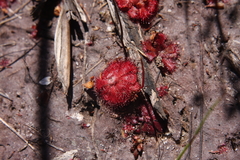 Drosera aliciae