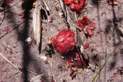 Drosera aliciae