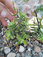 Crassula mollis