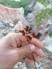 Crassula mollis