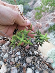 Crassula mollis