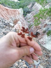 Crassula mollis