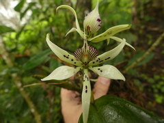Prosthechea chimborazoensis