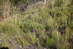 Pseudoselago verbenacea
