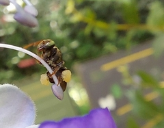 Nannotrigona testaceicornis
