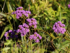 Pseudoselago verbenacea