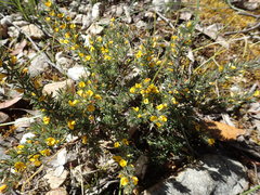 Pultenaea involucrata