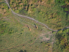 Alcelaphus buselaphus lelwel