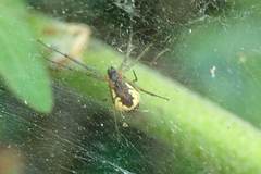 Prosoponoides sinense