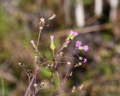 Emilia sonchifolia image