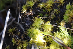 Subsecunda