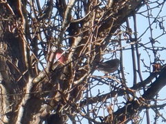 Haemorhous purpureus