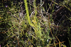 Alectra sessiliflora