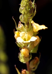 Alectra sessiliflora