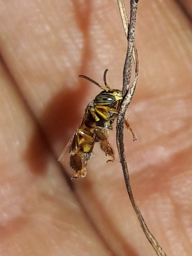 Genus Tropidopedia · iNaturalist