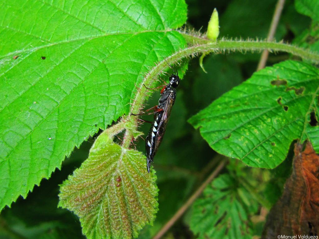 Swordtail Sawflies