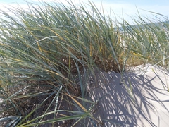 Leymus arenarius