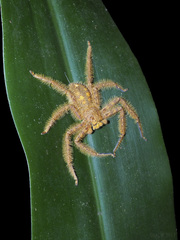 Heteropoda davidbowie