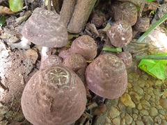 Basidiomycota