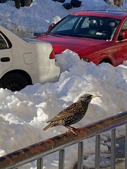 Sturnus vulgaris
