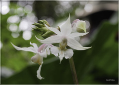 Calanthe arisanensis