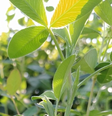 Trifolium medium